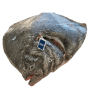 Kup teraz ➡ Swieży turbot patroszony