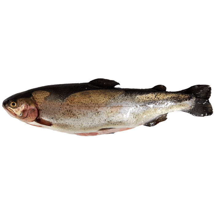 Kup teraz ➡ Świeży pstrąg patroszony, niska cena, szybka dostawa
