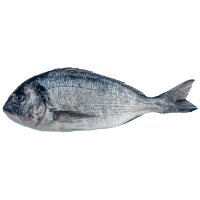 Kup teraz ➡ Świeża dorada, niska cena, szybka dostawa