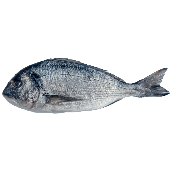 Kup teraz ➡ Świeża dorada, niska cena, szybka dostawa