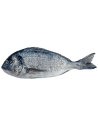 Kup teraz ➡ Świeża dorada, niska cena, szybka dostawa