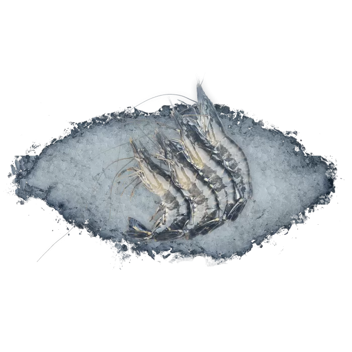 Kup teraz ➡ Krewetki całe black tiger 1kg, niska cena, szybka dostawa Kup teraz ➡ Krewetki całe black tiger 1kg, niska cena, szybka dostawa