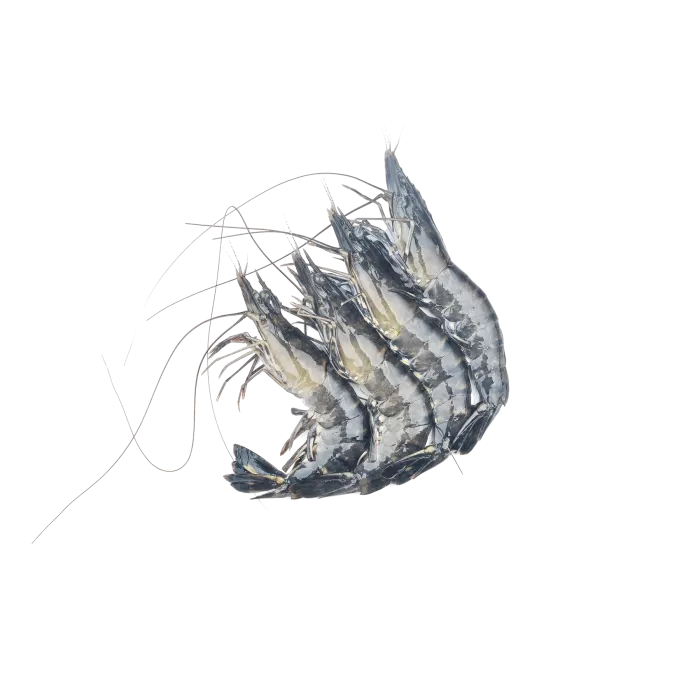 Kup teraz ➡ Krewetki całe black tiger 1kg, niska cena, szybka dostawa Kup teraz ➡ Krewetki całe black tiger 1kg, niska cena, szybka dostawa