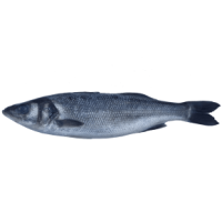 Kup teraz ➡ Świeży labraks, niska cena, szybka dostawa